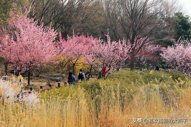 北京：植物园春花竞相开放，迎来最美春色