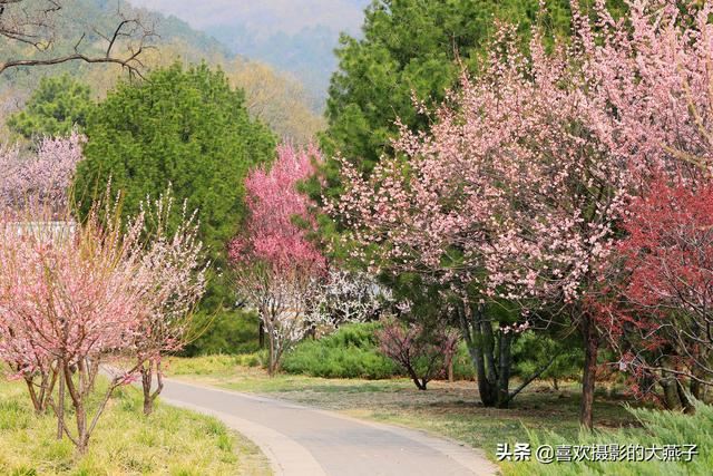 北京：植物园春花竞相开放，迎来最美春色