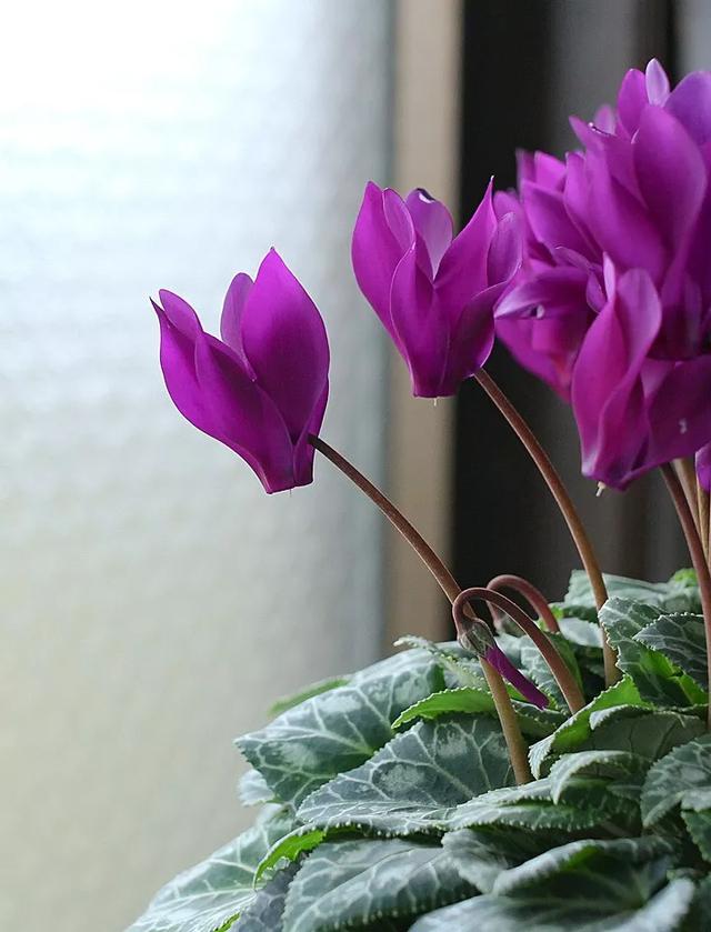 花期200天！年年开爆、年年复花，猜猜你认识她吗？