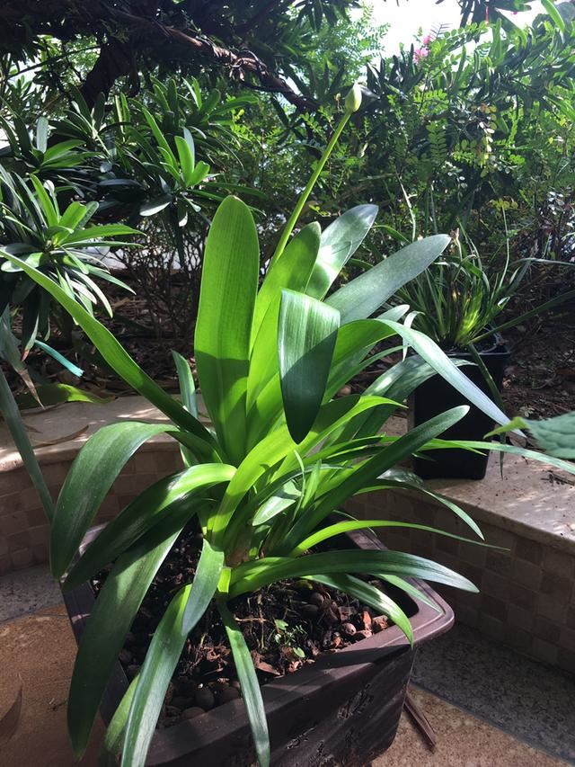 百子莲的养护