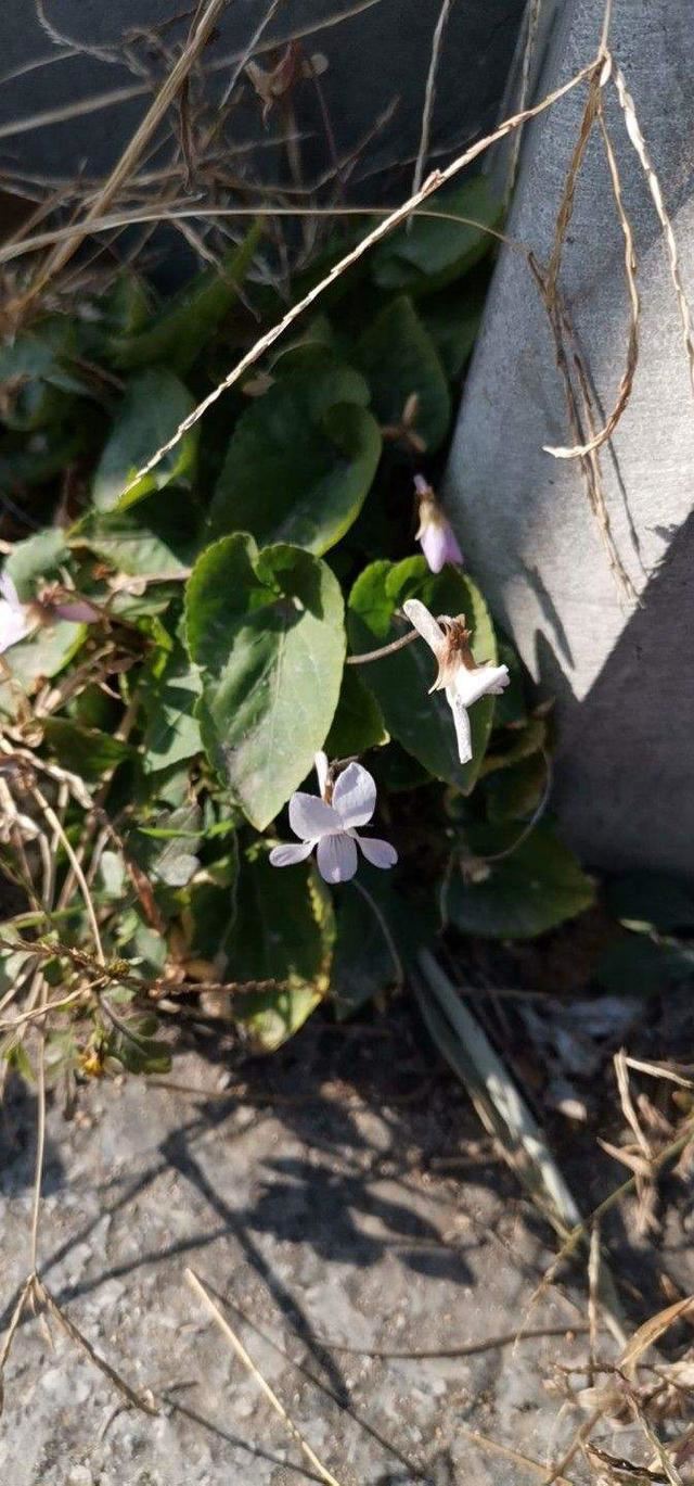 长在草坪的紫花堇菜，叶子纤弱花玲珑，馋得立马挖回家