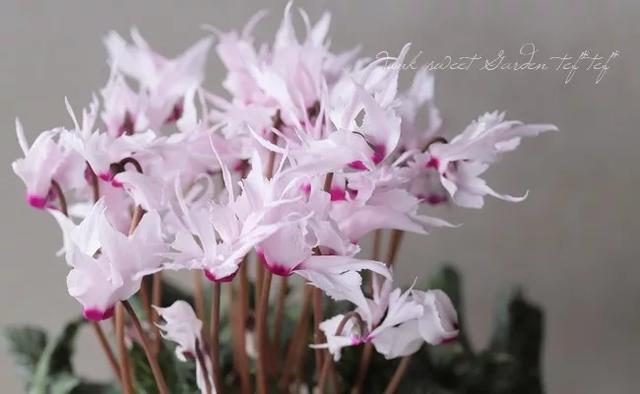 花期200天！年年开爆、年年复花，猜猜你认识她吗？