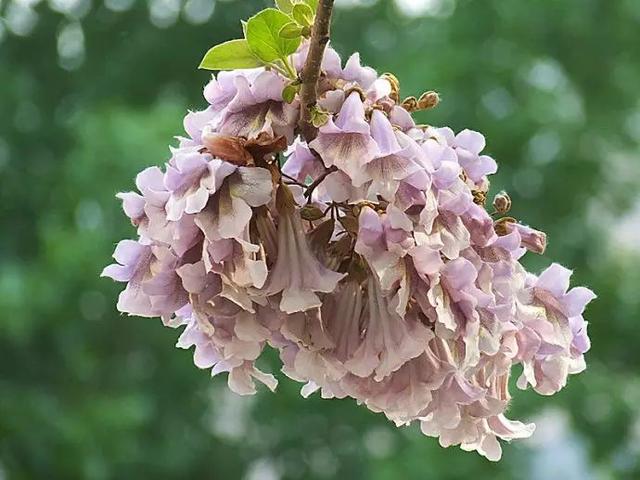 植物，那些你踩过的坑，那些你读错的字