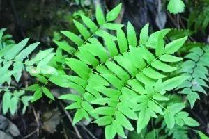 植物，那些你踩过的坑，那些你读错的字