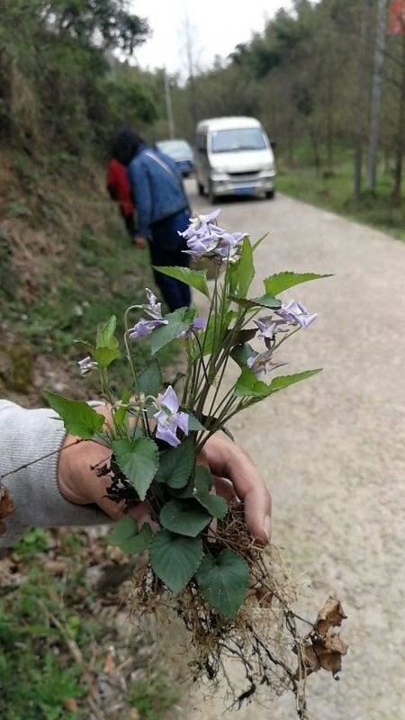 长在草坪的紫花堇菜，叶子纤弱花玲珑，馋得立马挖回家