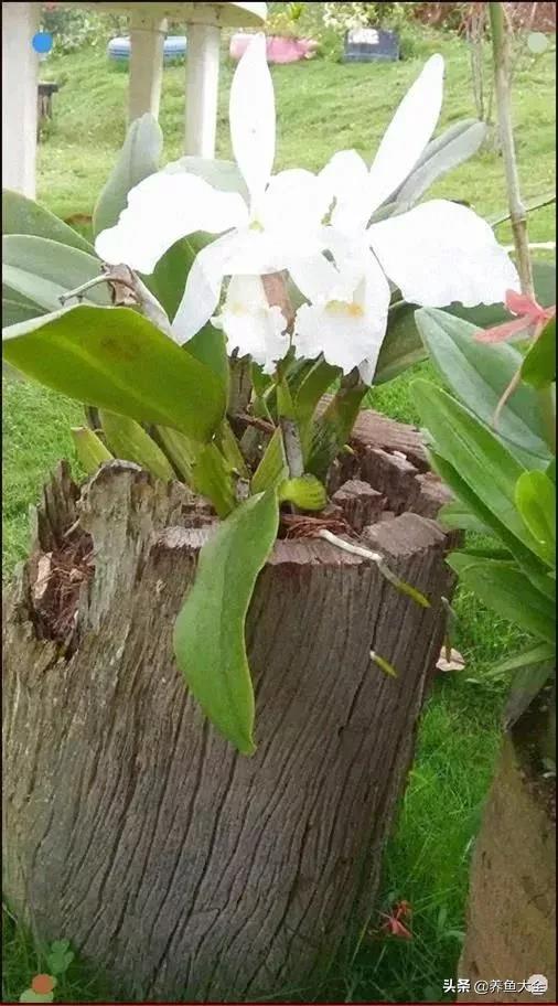 古树开花，别样的风韵！