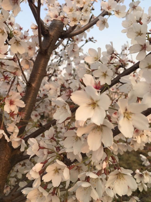 奥林匹克公园的春色