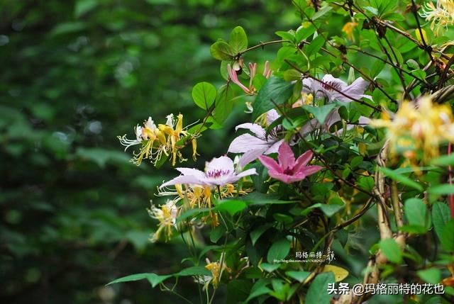 园丁随笔:原来我种了那么多年的金银花是棵红白忍冬 园丁随笔:原来我种了那么多年的金银花是棵红白忍冬