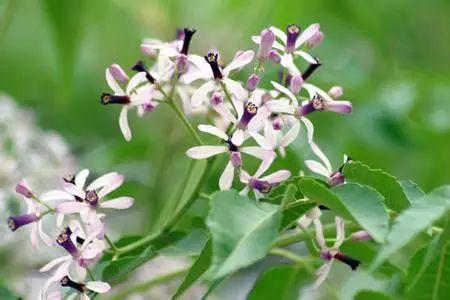 植物，那些你踩过的坑，那些你读错的字