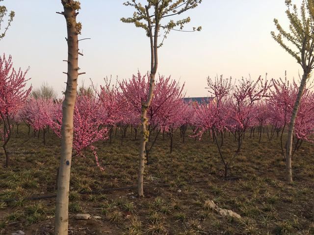 奥林匹克公园的春色