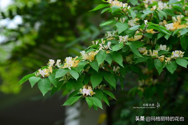 园丁随笔:原来我种了那么多年的金银花是棵红白忍冬 园丁随笔:原来我种了那么多年的金银花是棵红白忍冬