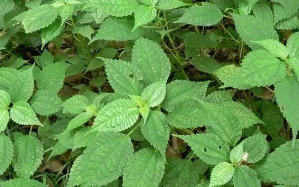 植物，那些你踩过的坑，那些你读错的字