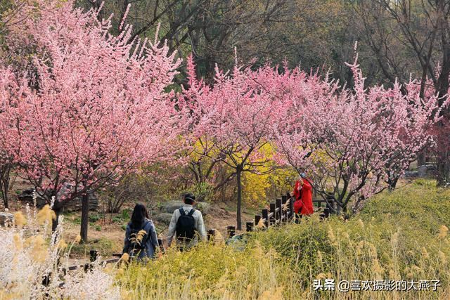 北京：植物园春花竞相开放，迎来最美春色
