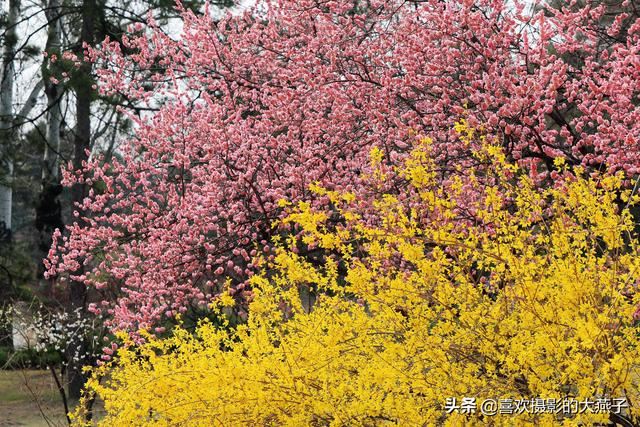 北京：植物园春花竞相开放，迎来最美春色