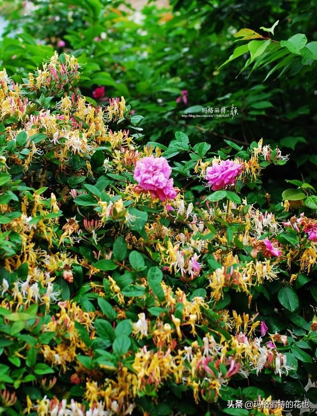 园丁随笔:原来我种了那么多年的金银花是棵红白忍冬 园丁随笔:原来我种了那么多年的金银花是棵红白忍冬