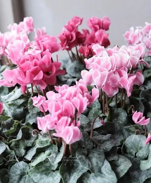 花期200天！年年开爆、年年复花，猜猜你认识她吗？