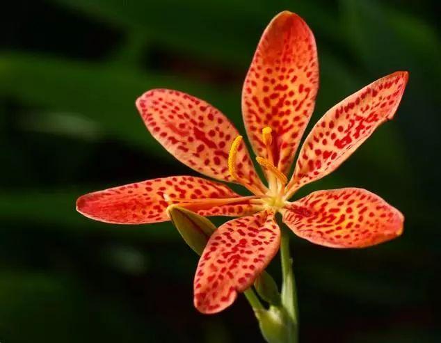 植物，那些你踩过的坑，那些你读错的字