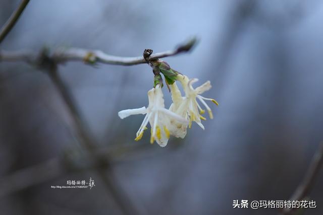 园丁随笔:原来我种了那么多年的金银花是棵红白忍冬 园丁随笔:原来我种了那么多年的金银花是棵红白忍冬