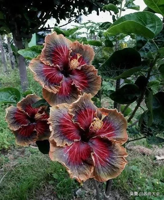 古树开花，别样的风韵！