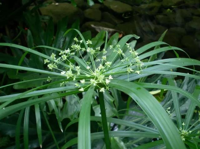 植物，那些你踩过的坑，那些你读错的字