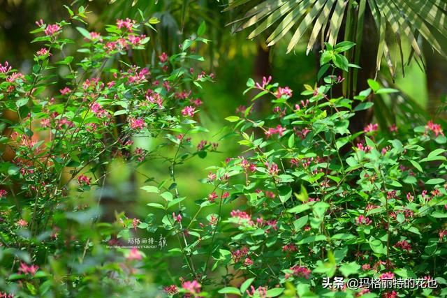 园丁随笔:原来我种了那么多年的金银花是棵红白忍冬 园丁随笔:原来我种了那么多年的金银花是棵红白忍冬