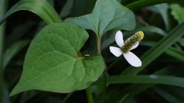 植物，那些你踩过的坑，那些你读错的字