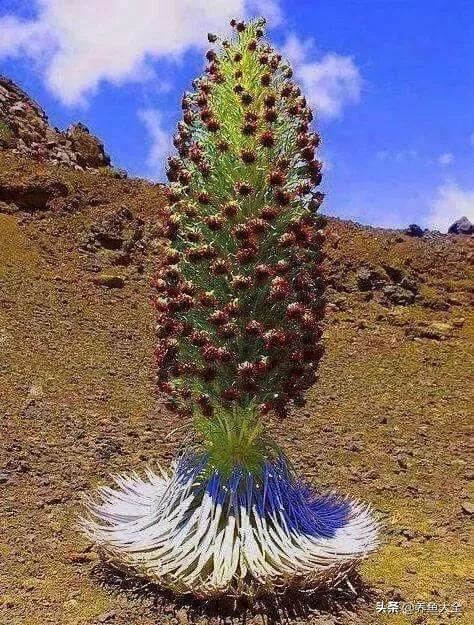 古树开花，别样的风韵！