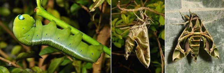 连花蜜都有毒的夹竹桃，凭什么能在南方城市“烂大街”