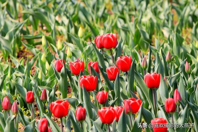 北京：植物园春花竞相开放，迎来最美春色