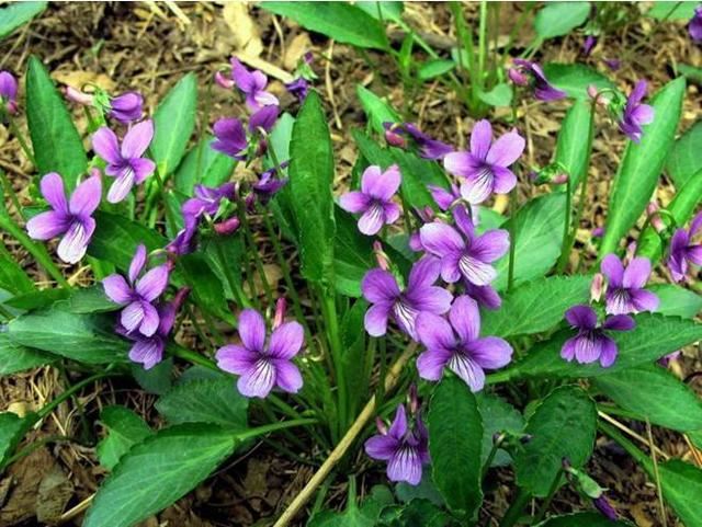 长在草坪的紫花堇菜，叶子纤弱花玲珑，馋得立马挖回家