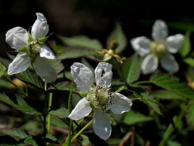 植物，那些你踩过的坑，那些你读错的字