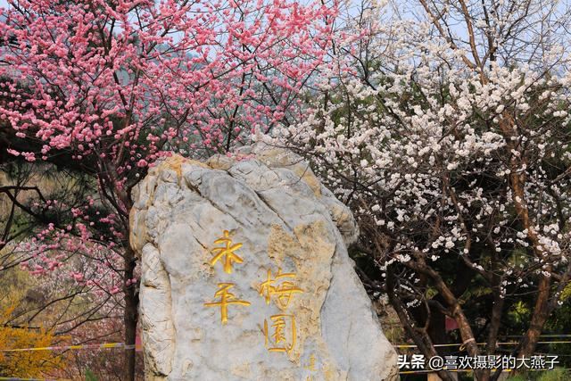 北京：植物园春花竞相开放，迎来最美春色