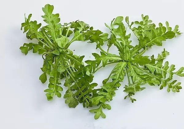 植物，那些你踩过的坑，那些你读错的字