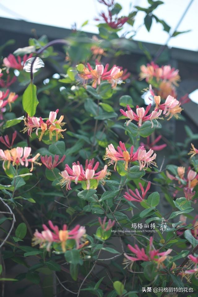 园丁随笔:原来我种了那么多年的金银花是棵红白忍冬 园丁随笔:原来我种了那么多年的金银花是棵红白忍冬