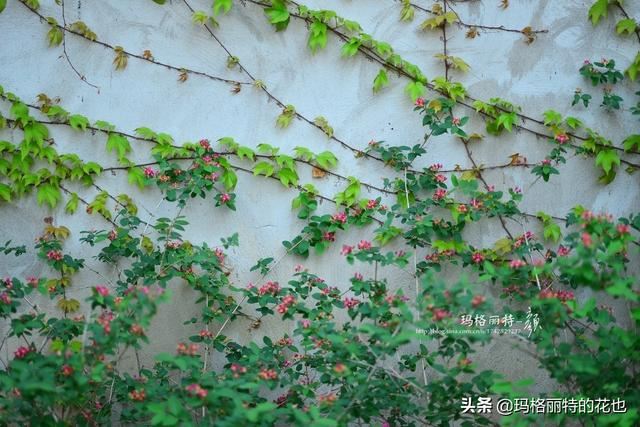 园丁随笔:原来我种了那么多年的金银花是棵红白忍冬 园丁随笔:原来我种了那么多年的金银花是棵红白忍冬