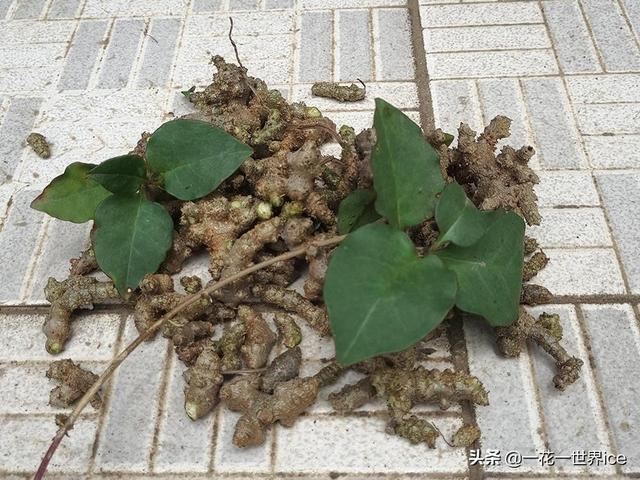 一周能长一米，外国人头疼不已的入侵植物，引进国内被端上餐桌
