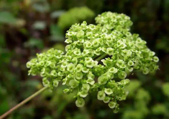 植物，那些你踩过的坑，那些你读错的字