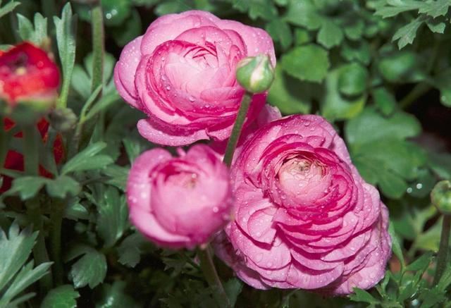 “芹菜花”听名字土气，开花胜牡丹花，层层叠叠的花瓣还是外国货