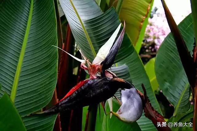 古树开花，别样的风韵！