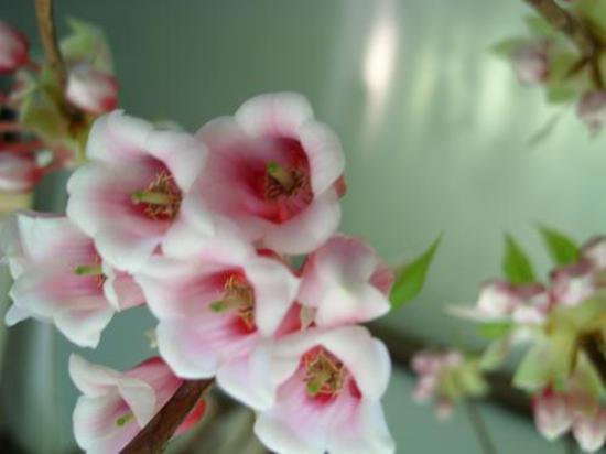 乡间小路上的“铃铛花”，花色多样颜值不俗，挖一棵回家也能养