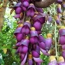 古树开花，别样的风韵！