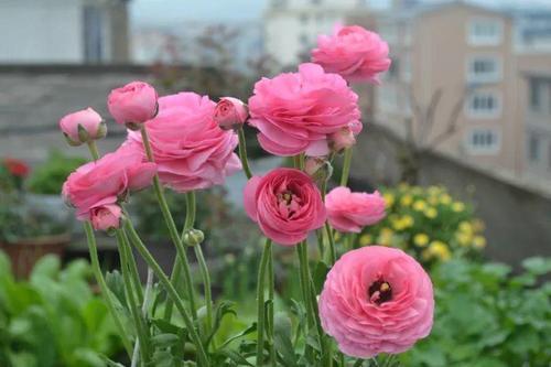 “芹菜花”听名字土气，开花胜牡丹花，层层叠叠的花瓣还是外国货