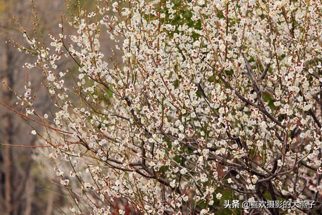 北京：植物园春花竞相开放，迎来最美春色