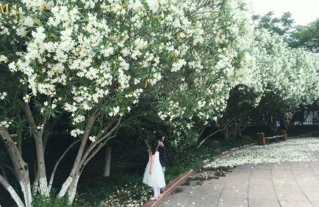 连花蜜都有毒的夹竹桃，凭什么能在南方城市“烂大街”