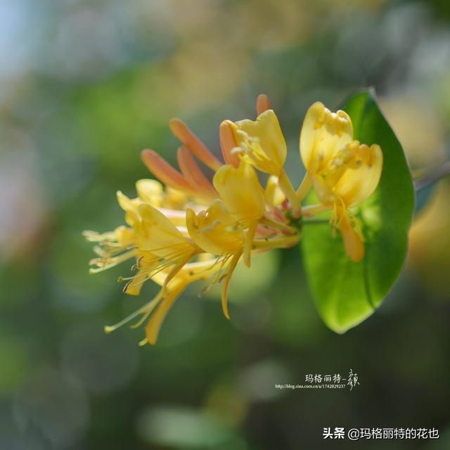 园丁随笔:原来我种了那么多年的金银花是棵红白忍冬 园丁随笔:原来我种了那么多年的金银花是棵红白忍冬