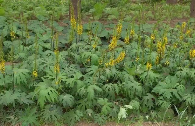 植物，那些你踩过的坑，那些你读错的字