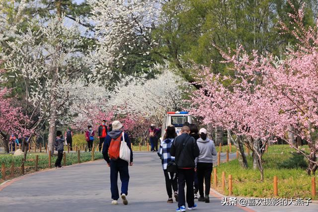 北京：植物园春花竞相开放，迎来最美春色