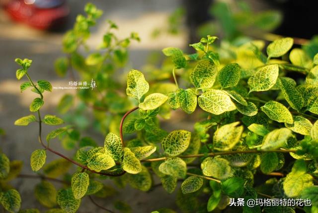 园丁随笔:原来我种了那么多年的金银花是棵红白忍冬 园丁随笔:原来我种了那么多年的金银花是棵红白忍冬