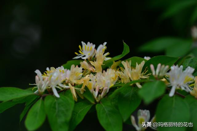 园丁随笔:原来我种了那么多年的金银花是棵红白忍冬 园丁随笔:原来我种了那么多年的金银花是棵红白忍冬