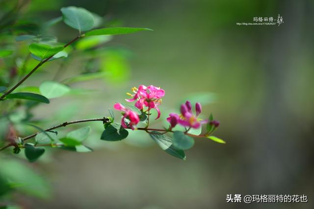 园丁随笔:原来我种了那么多年的金银花是棵红白忍冬 园丁随笔:原来我种了那么多年的金银花是棵红白忍冬